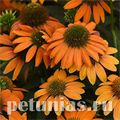 Эхинацея Artisan Orange Soft - 3 шт 11363 - фото 309