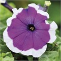 Петуния Mambo GP Violet Picotee - 10 шт 11421 - фото 3102