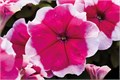 Петуния Mambo GP Rose Picotee - 10 шт 11422