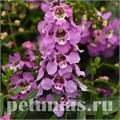 Ангелония Serenita Lavender - 3 шт 10061 - фото 310