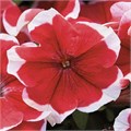 Петуния Mambo GP Red Picotee - 10 шт 11423 - фото 3110