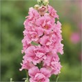 Антирринум Double Shot Hot Pink - 10 шт 11426 - фото 3121
