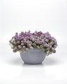 Алиссум Clear Cristall Lavender Shades - 5 шт 10049 Алиссум Clear Cristall Lavender Shades - 5 шт 10049