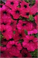 Петуния Wave Purple - 5 шт 10947 Петуния Wave Purple - 5 шт 10947