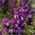 Ангелония Serenita Purple - 3 шт 10063 - фото 313