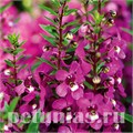 Ангелония Serenita Raspberry - 3 шт 10064 - фото 314