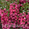 Ангелония Serenita Rose - 3 шт 10065 - фото 315