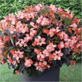 Бегония BIG DeluXXe Salmon Bronze Leaf - 3 шт 11433