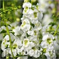 Ангелония Serenita White - 3 шт 10067 - фото 317