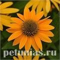 Эхинацея Artisan Yellow Ombre - 3 шт 11365 - фото 318