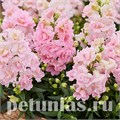 Антирринум махровый Twinny Appleblossom - 10 шт 10088 - фото 319