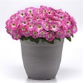 Петуния Easy Wave E3 Rose Morn - 3 шт 10845