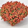 Антирринум Candy Showers Orange - 5 шт 11441