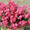 Антирринум Candy Showers Rose - 5 шт 11442