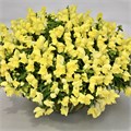 Антирринум Candy Showers Yellow - 5 шт 11444