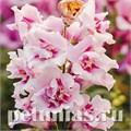 Антирринум махровый Twinny Orchid - 10 шт 10091 - фото 323