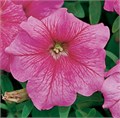 Петуния Eagle Pink Vein - 10 шт 11448