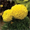 Бархатцы Proud Mari Yellow - 5 шт 10184