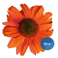 Эхинацея PollyNation Orange Red - 3 шт 11369 - фото 325
