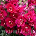 Антирринум махровый Twinny Violet - 10 шт 10094 - фото 327
