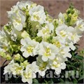Антирринум махровый Twinny White - 10 шт 10095 - фото 328