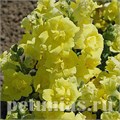 Антирринум махровый Twinny Yellow Shades - 10 шт 10096 - фото 330
