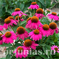 Эхинацея PowWow Wild Berry - 3 шт 11367 - фото 335
