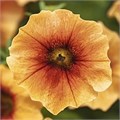 Петхоа Caliburst Nectarine - 3 шт 11465