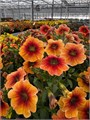 Петхоа Caliburst Nectarine - 3 шт 11465