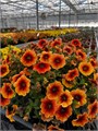 Петхоа Caliburst Nectarine - 3 шт 11465