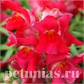 Антирринум Snappy Cherry - 10 шт 10071 - фото 336
