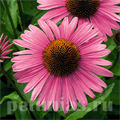 Эхинацея Primadonna Deep Rose - 5 шт 11372 - фото 338