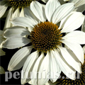 Эхинацея Primadonna White - 5 шт 11373 - фото 339