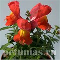 Антирринум Snappy Orange - 10 шт 10073 - фото 340