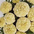 Бархатцы Lanna Lace  - 5 шт 10188