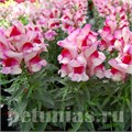 Антирринум Snappy Orchid Flame - 10 шт 10075 - фото 343