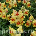 Антирринум Snappy Peach Flame - 10 шт 10076 - фото 344