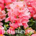 Антирринум Snappy Pink - 10 шт 10077 - фото 345