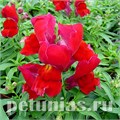 Антирринум Snappy Red - 10 шт 10078 - фото 346