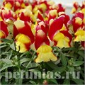 Антирринум Snappy Red and Yellow - 10 шт 10079 - фото 347