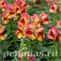 Антирринум Snappy Red Flame - 10 шт 10080 - фото 349