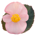Бегония Big Soft Pink Bronze Leaf - 3 шт 11484