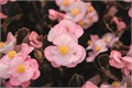 Бегония Big Soft Pink Bronze Leaf - 3 шт 11484