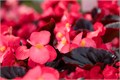 Бегония BIG DeluXXe Rose Espresso - 3 шт 11485