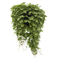 Дихондра изумрудная Green Serfer - 3 шт 11486