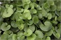 Дихондра изумрудная Green Serfer - 3 шт 11486