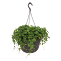 Дихондра изумрудная Green Serfer - 3 шт 11486