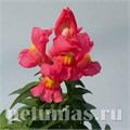 Антирринум Snappy Rose - 10 шт 10081 - фото 352