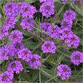 Вербена Polaris Purple - 5 шт 11498