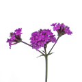 Вербена Polaris Purple - 5 шт 11498